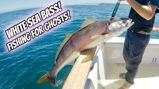 White Sea Bass Fishing with Live Squid [upl. by Jacobina393]