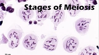 Stages of Meiosis [upl. by Dine]