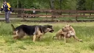 German Shepherd Attacks Pitbull OFF LEASH PARK [upl. by Nyleda]