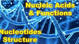 Nucleic Acids  Functions of Nucleic Acids  Structure of Nucleotides  BioCourseMED [upl. by Anawahs]