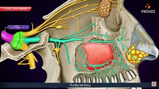 Trigeminal Nerve Anatomy  The Ophthalmic Nerve [upl. by Mellen]