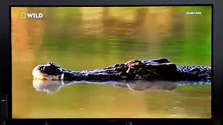 Saltwater Crocodile  When Predators Attack  Nat Geo Wild [upl. by Karel954]