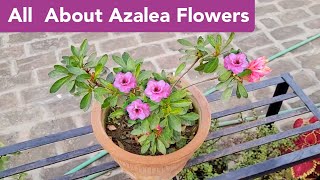 All about Azalea plant care Azalea plant grow care fertilizer n soil mix Hindi shampysgarden [upl. by Newsom]