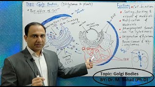 Golgi complex  Golgi bodies Structure and Functions [upl. by Mikaela145]