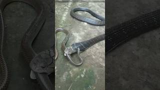 King Cobra क्यों इतना खतरनाक होता हैं 🤔🤯 By info fact News [upl. by Ordisy]