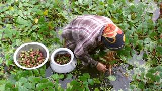 Water Chestnut Farming Project  Water Caltrop Cultivation in Bangladesh [upl. by Fawne]