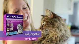 How FELIWAY CLASSIC helped Mewsli to stop cat scratching and hiding [upl. by Darcia]