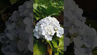 Hortensia flors flors floweringplant flowers flor [upl. by Wendolyn]