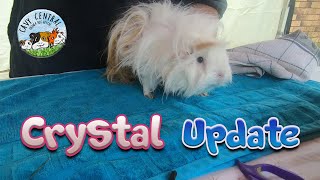 Crystal the guinea pig needed help with two sebaceous cysts  Update 2021 [upl. by Pudendas]