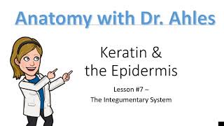 Lesson 7  Keratin amp the Epidermis [upl. by Attenol]