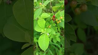 Rauvolfia tetraphylla is a Medicinal plant Family Apocynaceae growing as a bush [upl. by Ris]