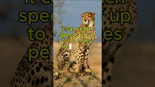 Cheetah Speed Shorts [upl. by Ahseenal]