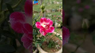 My Garden Collections  Climbing roses [upl. by Aelaza438]