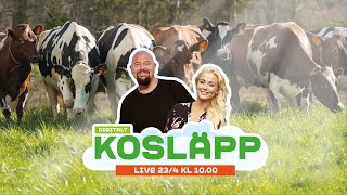 Arla Kosläpp LIVE  Lördag 23 april 2022 [upl. by Katharine170]