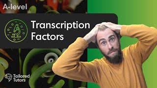 Transcription Factors  A Level Biology Revision  AQA [upl. by Chemar]