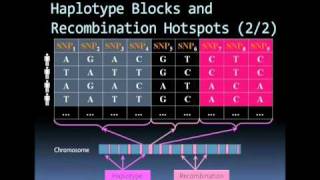 Microarray based SNP genotyping [upl. by Dupuy556]