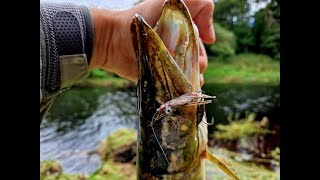 Wood pigeon streamer  just fishing [upl. by Gretna34]