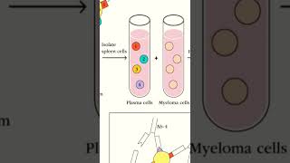 Hybridoma Technology [upl. by Joub]