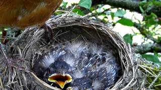 American Robins nest AKA Robin Red Breast eggs and babies [upl. by Raffo292]