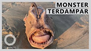 Monster Laut Terdampar di Pantai San Diego  TomoNews [upl. by Tristram]