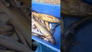 वामच्या जाळीमध्ये लागले कोत मासे Deep sea fishing boat fish seafood [upl. by Westmoreland]