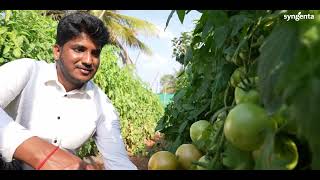 Syngenta Summer Tomato  Aviraj [upl. by Fawnia]