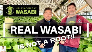 MIRACLE WASABI The Freshest Wasabi Is Grown In The United States [upl. by Maffei940]