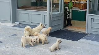 Puppies Kneel with their Mama at the store begging for help they were desperate [upl. by Bresee]