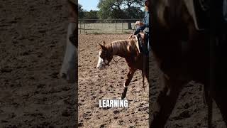 Rewarding the Effort coltstarting horsetraining reinedcowhorse cowhorse [upl. by Vigen]