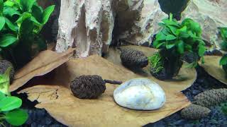 setting up my tank for pygmy corydoras [upl. by Cletus]