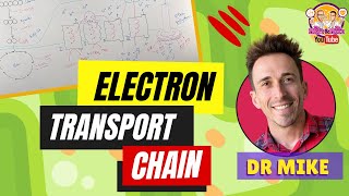 Electron Transport Chain  ATP Synthase Chemiosmosis amp Oxidative Phosphorylation [upl. by Cari]