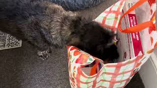 Barkley the wire haired dachshund always has to inspect the shopping [upl. by Aciamaj]