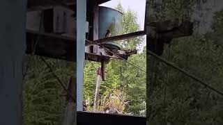 Fantail bird visited my hut [upl. by Ahsha854]