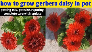 How To Grow Gerbera Daisy In Pot  Gerbera  Daisy  Winter Flower [upl. by Nura]