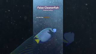 False Cleanerwrasse taking a chunk of this Angelfish  shorts nature ocean aquarium tricks [upl. by Ateekal]