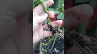 Broken Pepper Stem Rooting Experiment Results [upl. by Cardinal520]