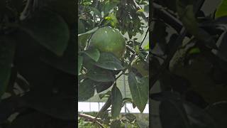 My sweet lime plant gardening indoorplantplantnursery plants garden flowers ytshorts fruit [upl. by Ennirac]