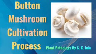 Button mushroom cultivation process Agaricus bisporus [upl. by Lj]