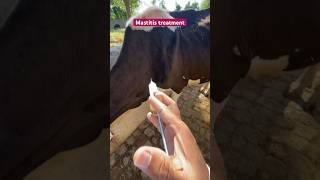 Mastitis treatment cow veterinary problem  amoxicillin cow disease saro ka ilaj  vet dr mudassir [upl. by Dwinnell]