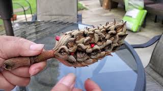 Most amazing seed pods Magnolia tree see pods [upl. by Nylzaj348]