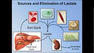 Elevated Anion Gap Metabolic Acidosis ABG Interpretation  Lesson 8 [upl. by Lopez]