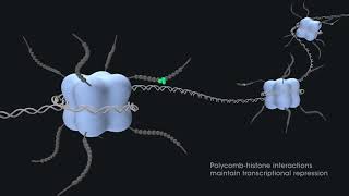 Gene regulation with PRC2 and PRC1 [upl. by Melisandra]