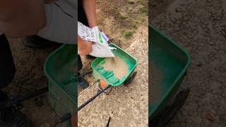 Reseeding The Lawn  lawncare seed grass shorts fall lawn [upl. by Nezah]