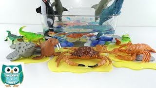 Animales Acuáticos Vídeo educativo de los Animales del mar para niños [upl. by Melmon447]