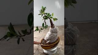 Create a tilted shape for the Ficus tree [upl. by Adena398]