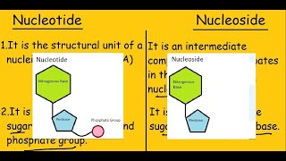 Nucleotide vs Nucleoside Fast Differences and Comparison [upl. by Ydieh117]