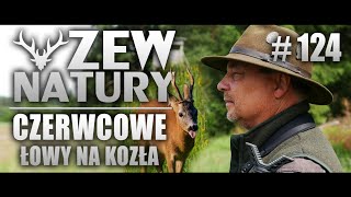 Czerwcowe łowy na Rogacza ZEWNATURY124 polowanie przyroda natura zwierzęta dziczyzna [upl. by Cowles]