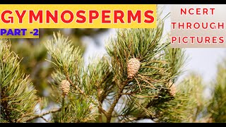 Plant kingdom 09GYMNOSPERMS  Class 11 CBSE NCERT NEETNCERT through pictures  Part 2 [upl. by Enimzzaj]