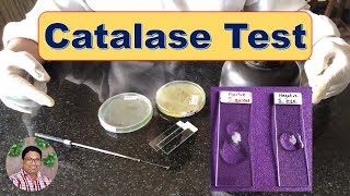 Bacterial Identification Tests Catalase Test [upl. by Cale]