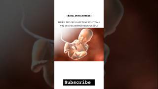 Foetal development in humans biology science gynaecology medical neet viralshorts viral [upl. by Sapers]